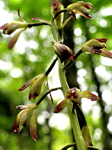 the flower stem